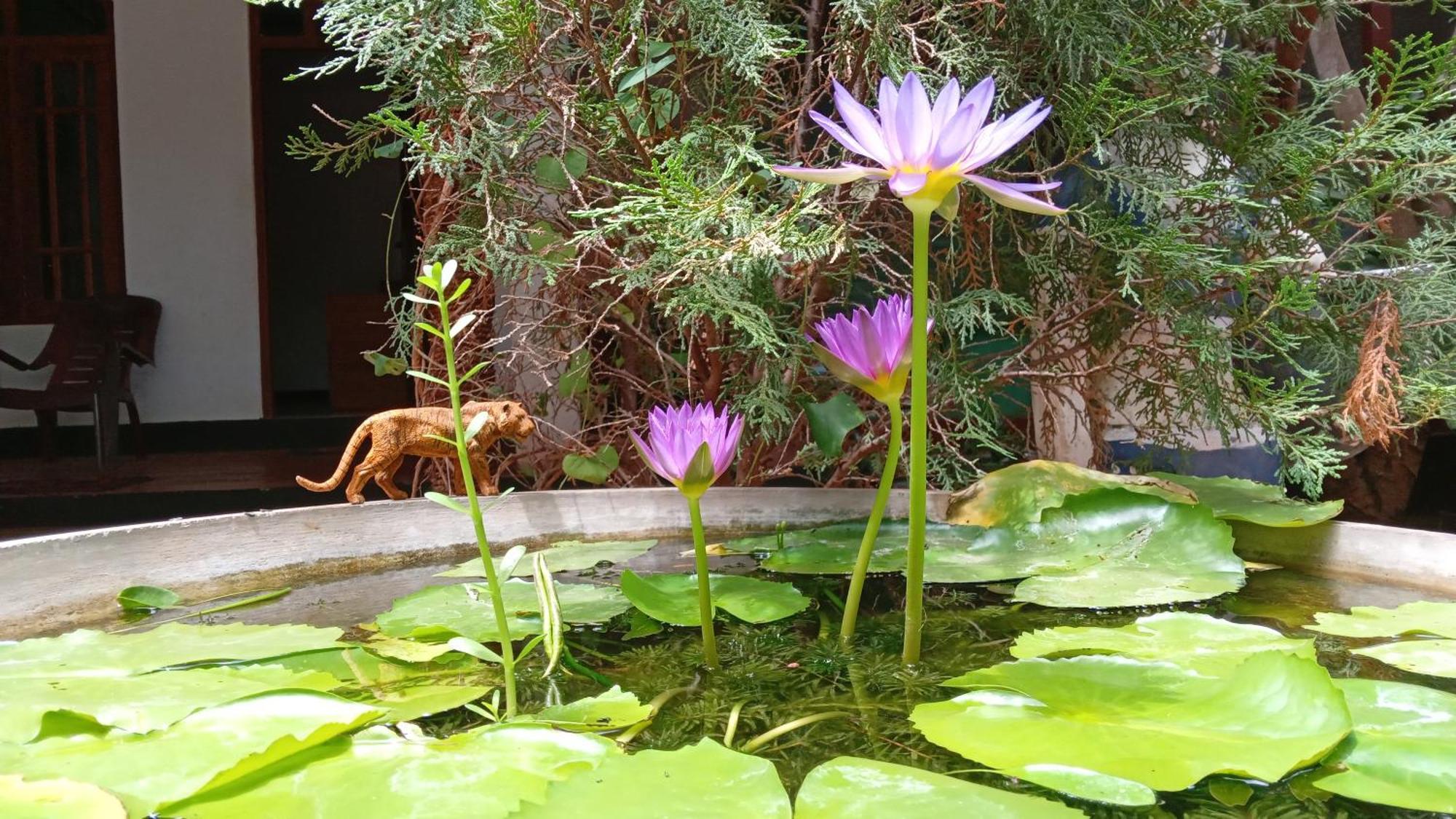 The King'S Garden Resort Dambulla Exterior photo